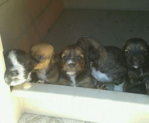 CACHORRITOS EN ADOPCION